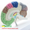 BRAIN09 (12407) Menschliches Modell des funktionellen Gehirns, Anatomiemodelle&gt; Medizinische Hirnmodelle